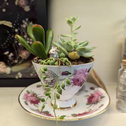 Teacup Planter