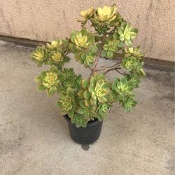 Beautiful Kiwi Aeonium Plant 1 Gallon Pot