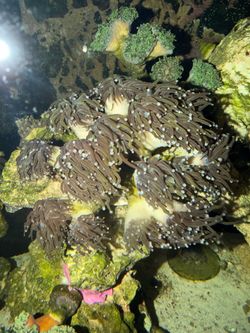 Torch coral indo gold plastic decoration for sale and more