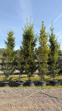 Hornbeam Tree