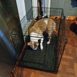 $100 - Extra Large Pet Cage 