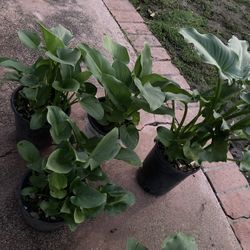 Arum-Lily (flower Color Is white)