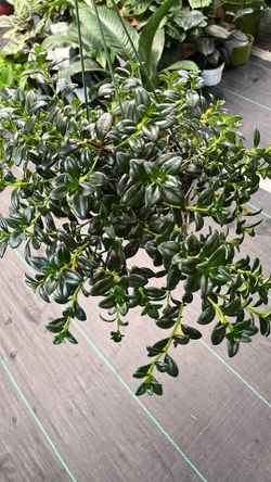 Gold Fish Plant 6 Inch Pot