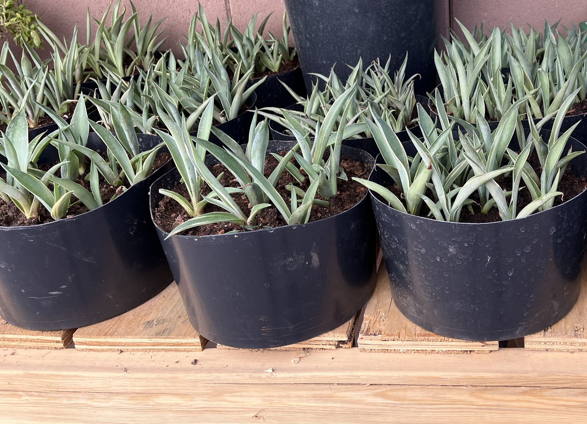 Smooth Agave Plants – 6” Pots (10–12 Plants per Pot)