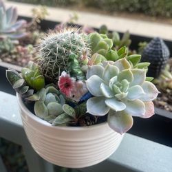 Potted Succulents And Cactus With Gnome