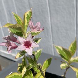 Variegated Weigela 