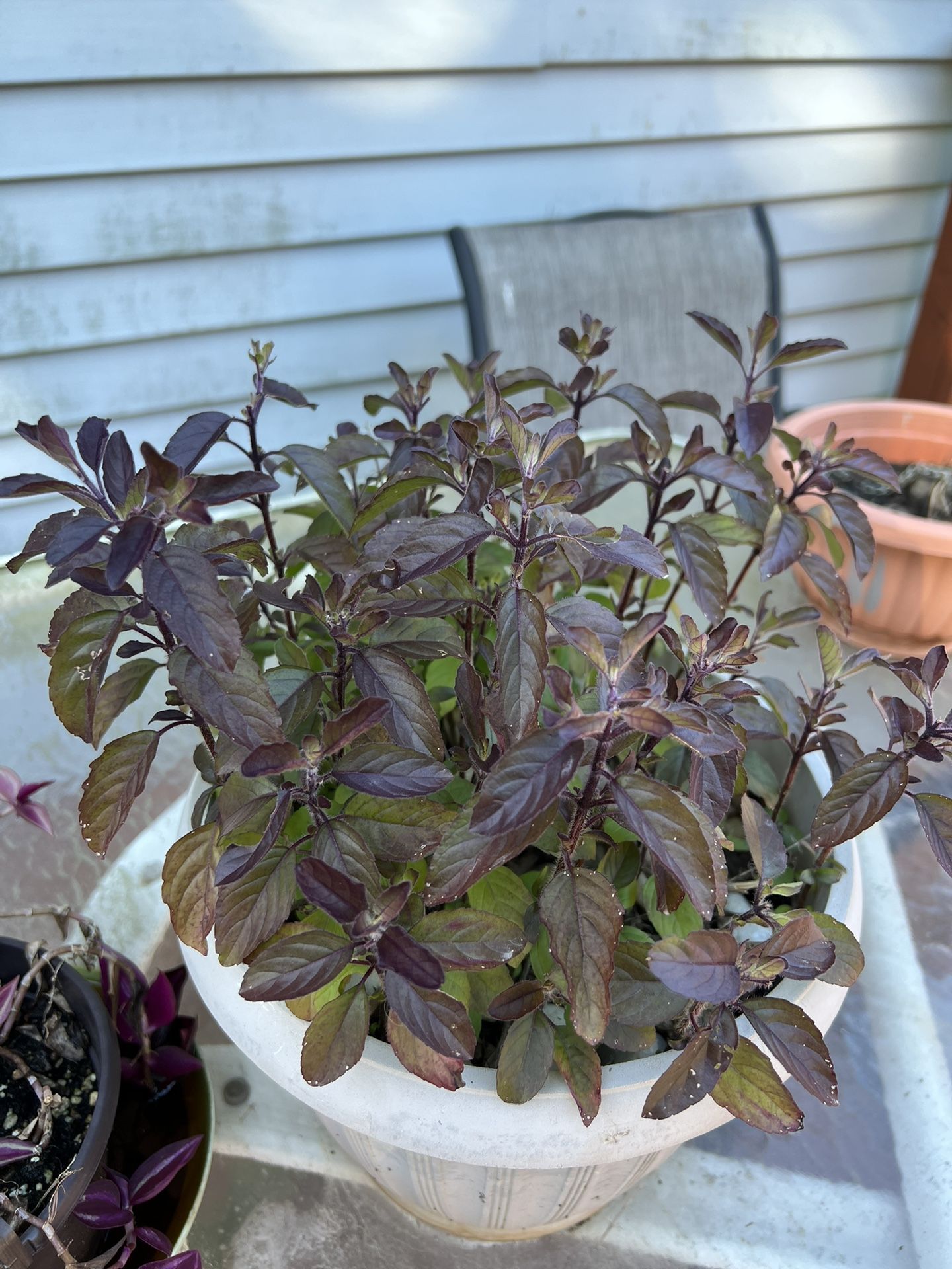 READ!!!HEALTHY ποΈ KRISHNA TULSI ποΈ Indian Holy Basil