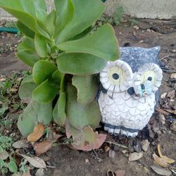 Cute Owel For Plants