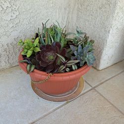 Succulents Mix 