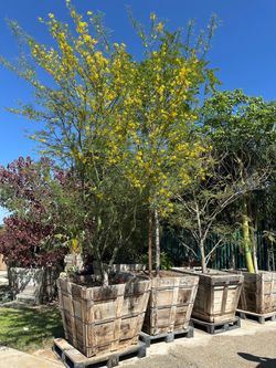 Arizona-Sonoran Desert Museum Palo Verde tree, thornless, drought tolerant shade tree 36” box