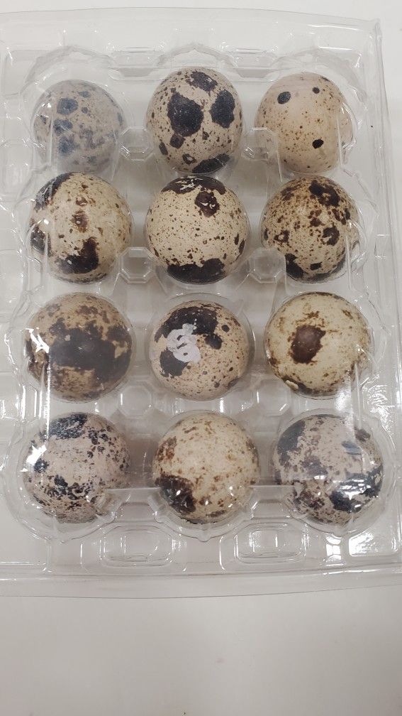 Quail Eggs 4 Dozens X$10