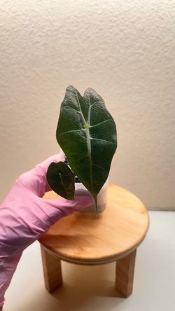 Alocasia Polly #13