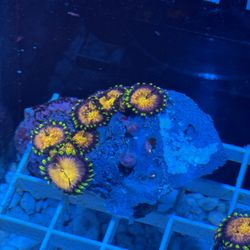 🔥 Saltwater Reef Fish Tank Decor Nirvana Zoa Fake Aquarium Decorations 