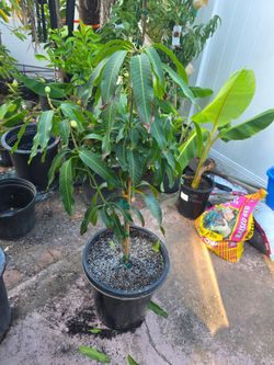 Orange sherbert mango tree in a 15 gallon 3