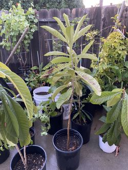 Loquat Fruit Tree