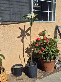 Plumeria