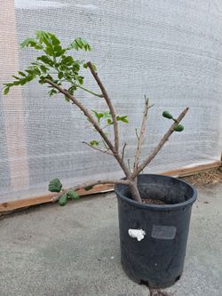 Arbolito de Jocote Ciruela Corona