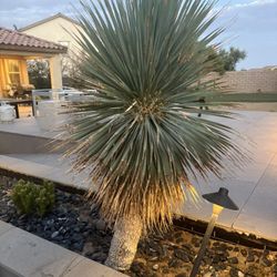 Cactus Plants For Sale