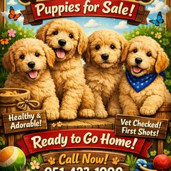 GOLDEN DOODLE CLOTHING