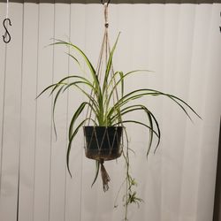 Spider Plant