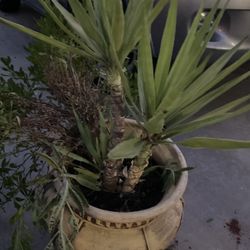Yucca Plant