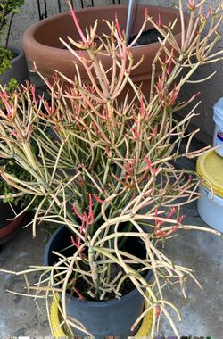 Beautiful 3 Tones Succulent. Corals colors. Plus other plants