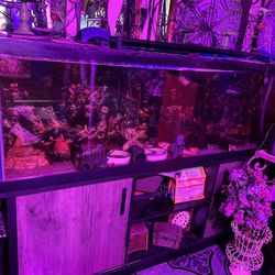 – Fish tank