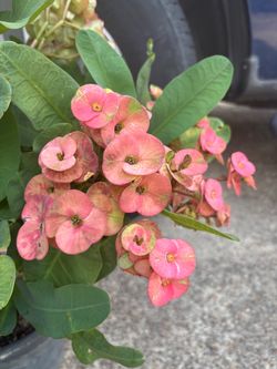Corona de Cristo plant