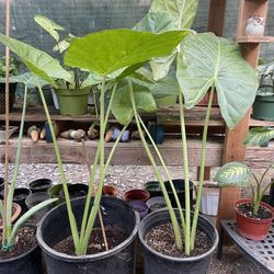 HERMOSAS PLANTAS NATURALES “HOJAS ELEGANTES PLANT”