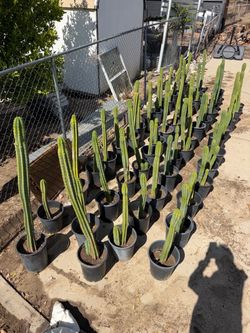 San Pedro cactus 🌵