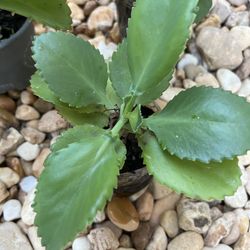 Kalanchoe pinnata - Mother Of Thousands 🪴