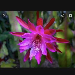 Matured EPIPHYLLUM PUMILUM  ORCHID CACTUS " THE NIGHT QUEEN”   The second picture is to show you how the flower looks like. Not in Blossom right now. 