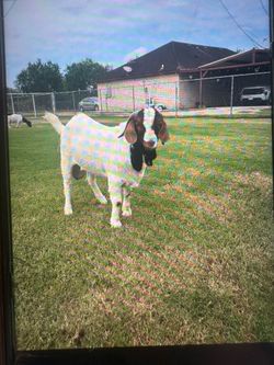 Young goat