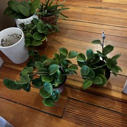 Hoya Chelsea Plants!!$15 Each 