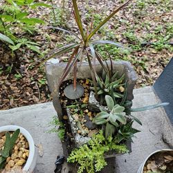 Victorian Concrete Custom Succulent Bed 