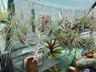Several different species of Tallencia Air Plants