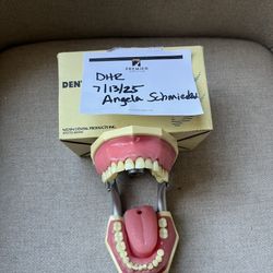 dental hygiene typodont 