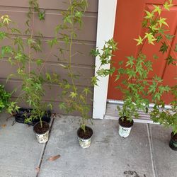 Japanese maple Tree