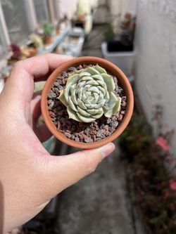 Echeveria NOID In Terracotta
