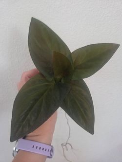 Syngonium Red Arrow Plant Cuttings