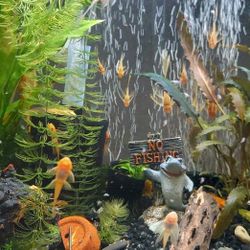 Cleaners For Aquariums 