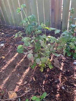Raspberry Plants ā 1ā2 Feet Tall ā $5 Each