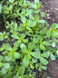 Purslane/ Verdolagas