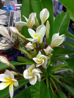 Plumeria