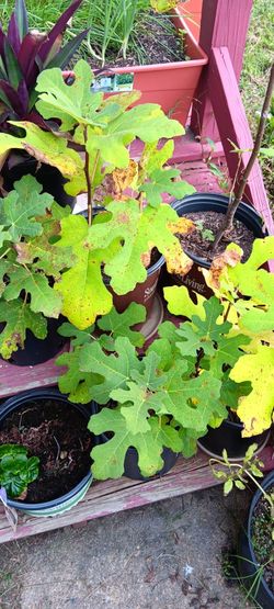 Organic Sweetest Brown Turkey Fig Tree