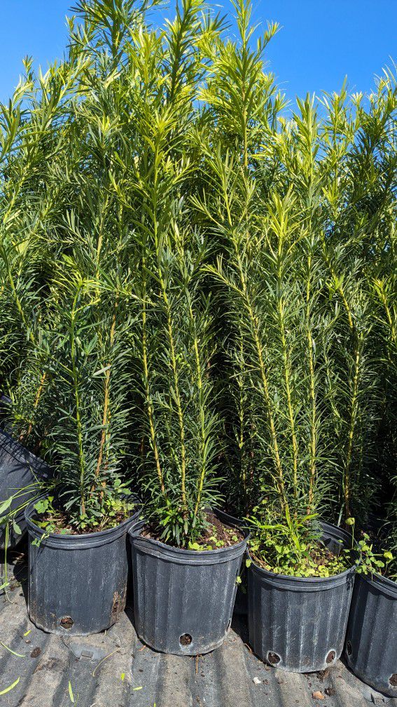 Podocarpus  Tall Instant Privacy Hedge Full Green Fertilize Wide Ready For Planting Same Day Transportation