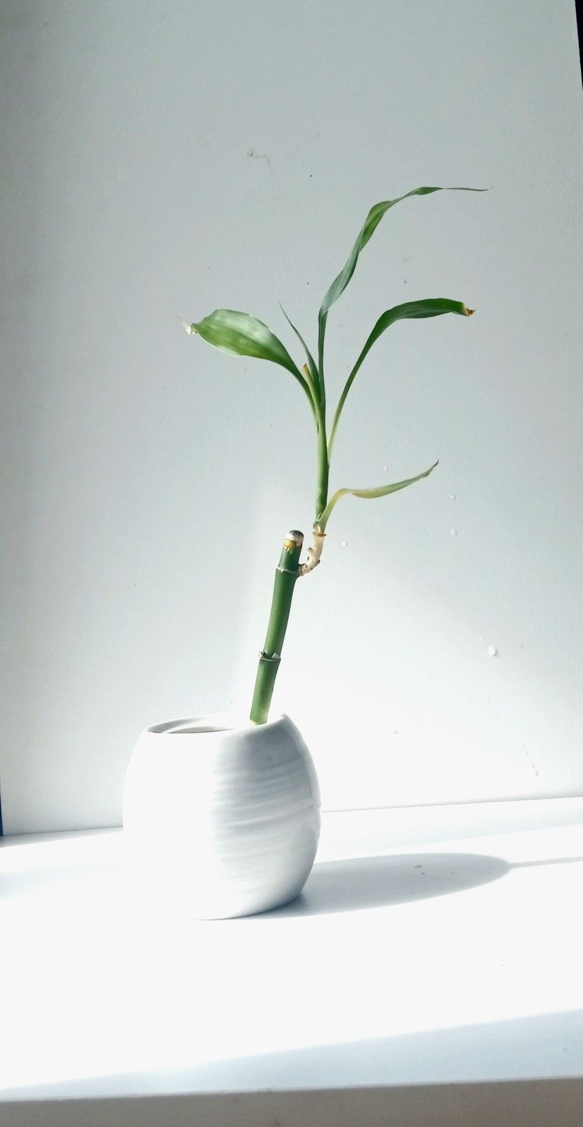 Lucky Bamboo Plant/ Indoor Plant/ House Plant Flower Patio Garden