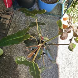 Philodendron Baliettiae