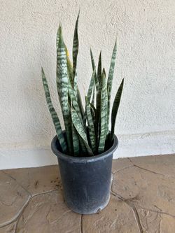 Snake Plant