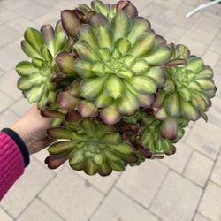 Aeonium Shaohua 